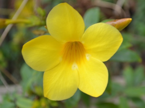 Yellow Bell Flower